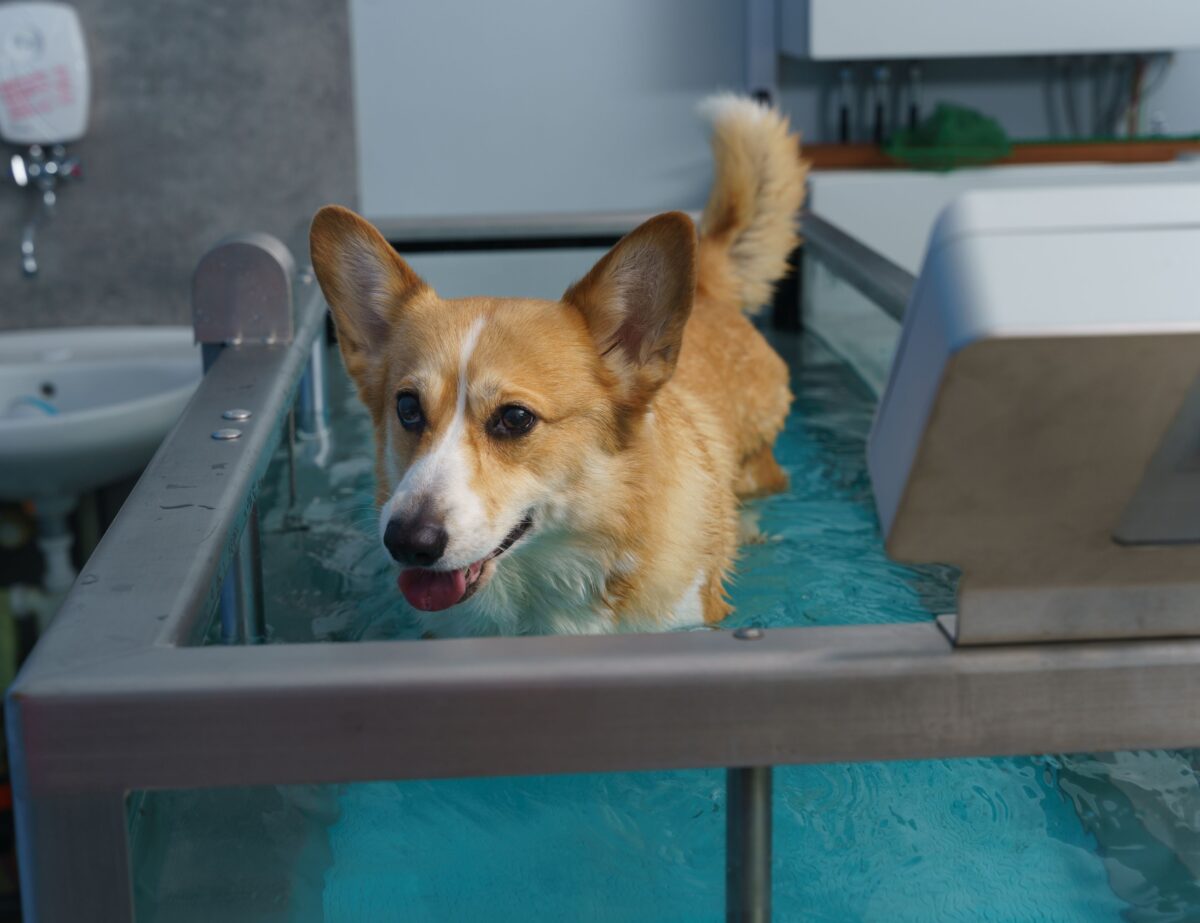 hydrothérapie chien