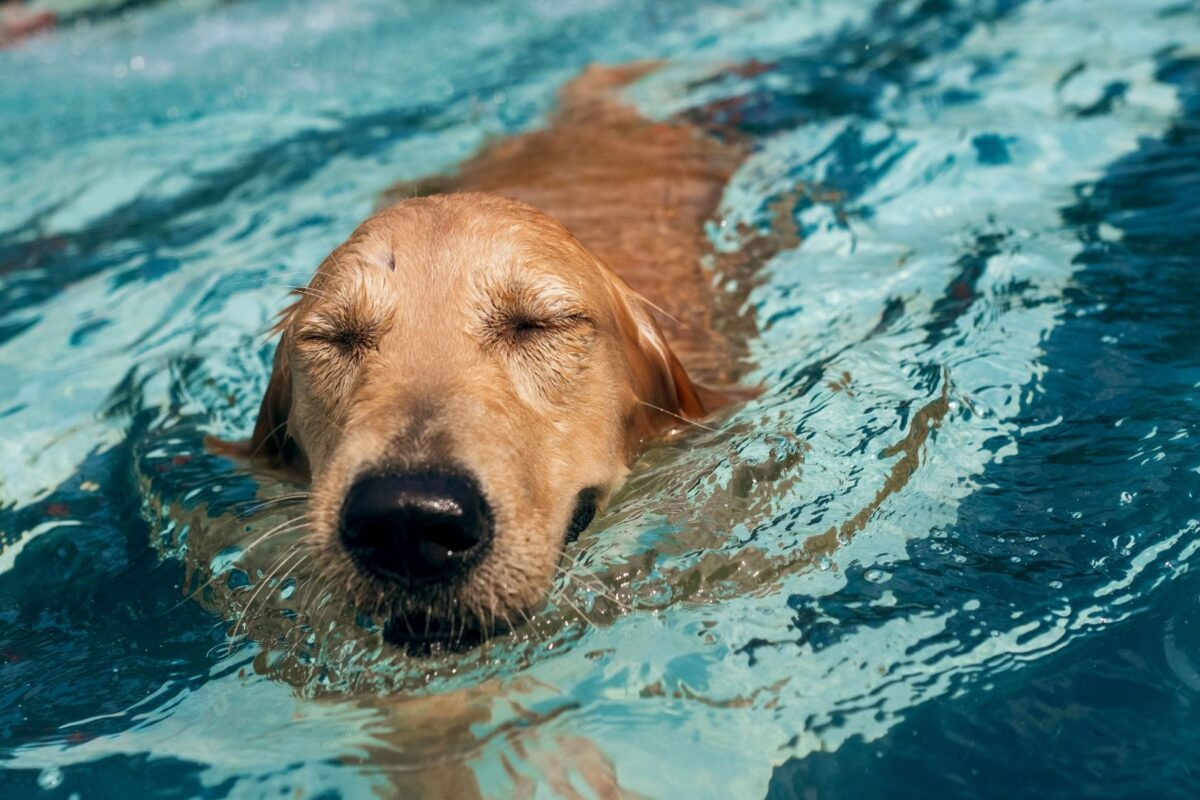hydrotherapie pour le chien