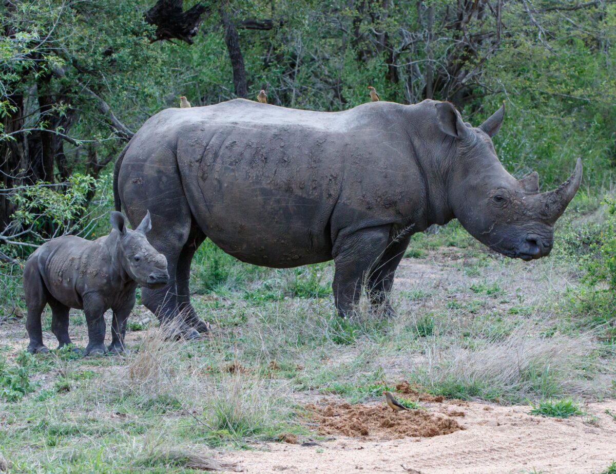 maman et bebe rhinoceros
