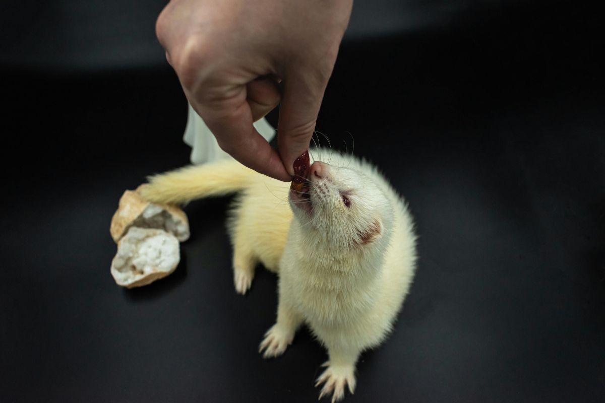 stimuler son furet