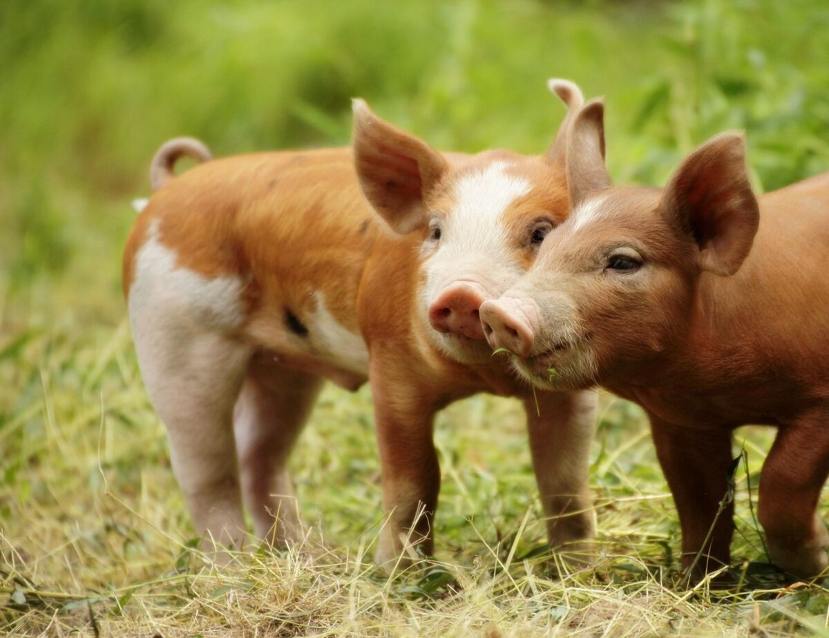 taille cochon nain adulte