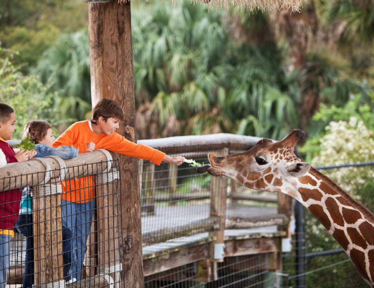 zoo et girafe